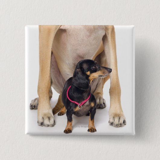 Het portret van Great Dane en Dachshund Vierkante Button 5,1 Cm (Voorkant)