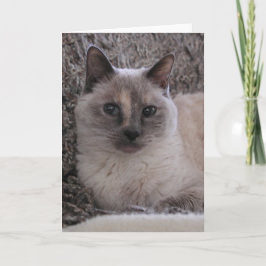 Het portret van het Blauw van het kat Kaart (Voorkant)