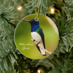 Het portret van het Ornament van de Ronde van de O