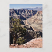 Het postcardcopy Punt van de guano - Briefkaart (Voorkant)