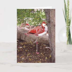 "Het posten van Flamingo"Dank u Kaart
