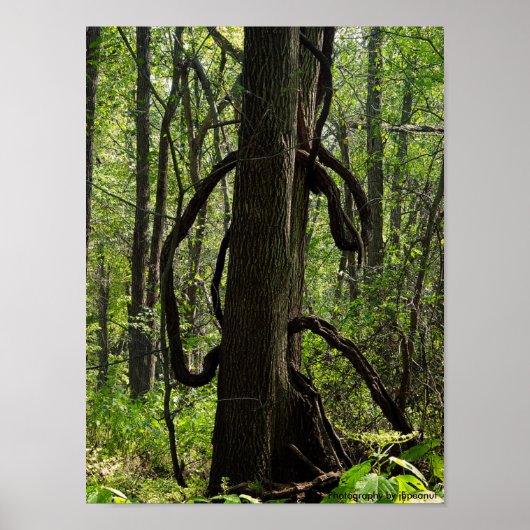 Het poster bossen (Voorkant)