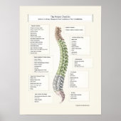 Het Poster Medische Chiropraktijk van de patiënten (Voorkant)