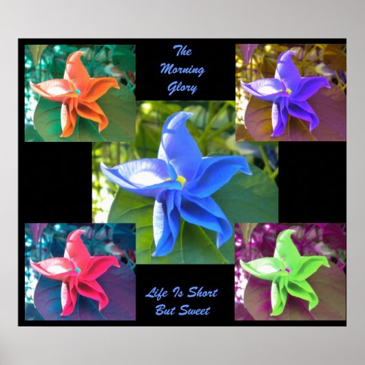Het Poster Morning Glory (Voorkant)