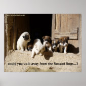 Het poster Nowzad Puppies (Voorkant)