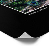 Het Poster Peacock (Hoek)