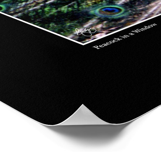 Het Poster Peacock (Hoek)