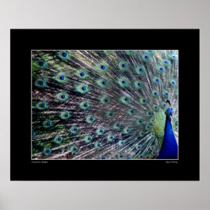 Het Poster Peacock
