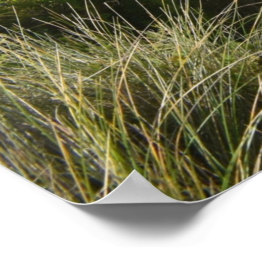 Het Poster Razorback (Hoek)