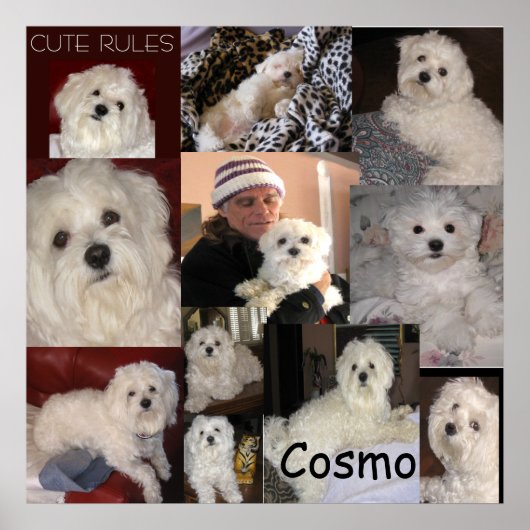 Het Poster van Cosmo door lin (Voorkant)