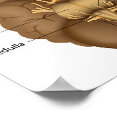 Het Poster van de 12 craniale zenuwen (Hoek)