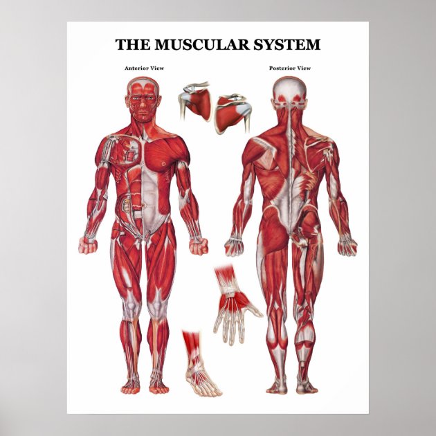 Het Poster Van De Anatomie | Zazzle.nl