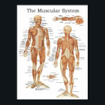 Het Poster van de anatomie van het spierstelsel 18<br><div class="desc">Poster van de anatomie van de Muscule,  gemaakt met  anatomische illustraties van: Anatomie normale du corps humain. Shows met meer dan 100 gelabelde spieren van voor- en achterkant van het menselijk lichaam,  inclusief de diepe spieren.</div>