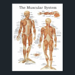 Het Poster van de anatomie van het spierstelsel 18<br><div class="desc">Poster van de anatomie van de Muscule, gemaakt met anatomische illustraties van: Anatomie normale du corps humain. Shows met meer dan 100 gelabelde spieren van voor- en achterkant van het menselijk lichaam, inclusief de diepe spieren.</div>