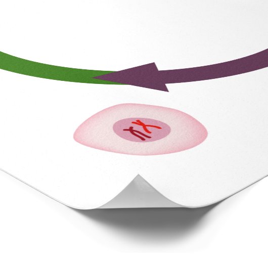 Het poster van de celcyclus (Hoek)