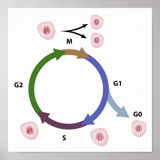Het poster van de celcyclus (Voorkant)