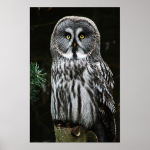 Het Poster van de Grote Grijze Owl