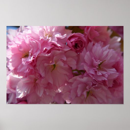 Het Poster van de lente (Voorkant)