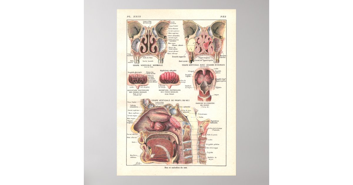 Het Poster van  de  neus  van  de  Anatomie van  Zazzle nl