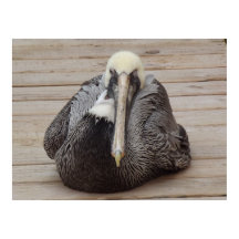 Het Poster van de Ornery Pelican