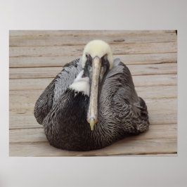 Het Poster van de Ornery Pelican