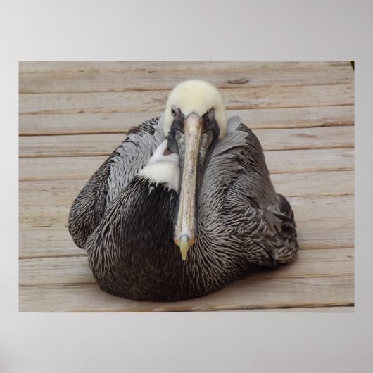 Het Poster van de Ornery Pelican (Voorkant)