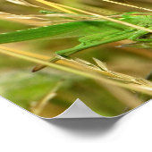 Het poster van de sprinkhaan (Hoek)