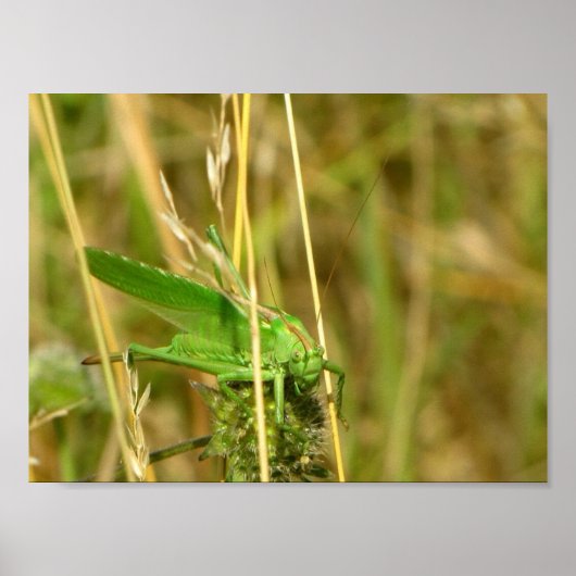 Het poster van de sprinkhaan (Voorkant)
