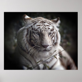 Het Poster van de Tiger dat in de gaten houdt
