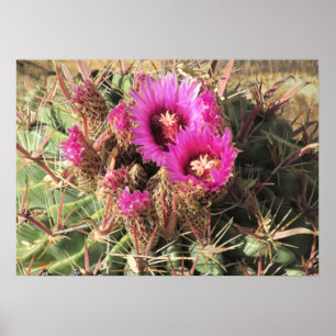 Het Poster van de Tongue Barrel Cactus van Devil b