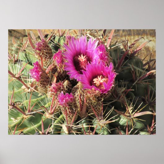 Het Poster van de Tongue Barrel Cactus van Devil b (Voorkant)