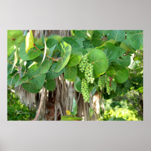 Het Poster van de Wijnstok van de Bladeren van de