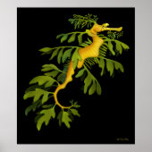 Het Poster van het Leafy Zee Dragon Seahorse (Voorkant)