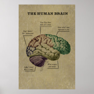 Het  Poster van het Menselijke Brain, geef de 5 et