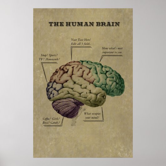 Het Poster van het Menselijke Brain, geef de 5 et (Voorkant)