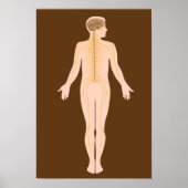 Het Poster van het zenuwstelsel (Voorkant)