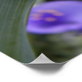 Het Poster van Spiderwort (Hoek)