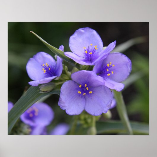 Het Poster van Spiderwort (Voorkant)