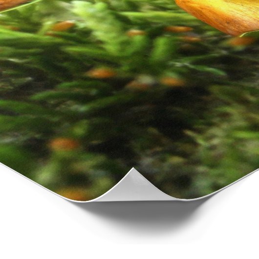 Het Poster van Toadstool Fairy afdrukken (Hoek)