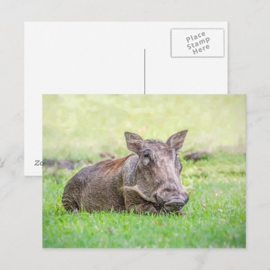 Het prachtige Briefkaart van het Wrattenzwijn (Voorkant / Achterkant)