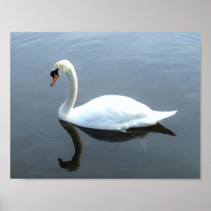 Het prachtige Poster van de Bezinning van Swan