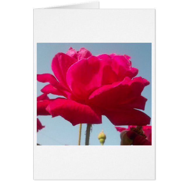 Het prachtige, wonderbaarlijke Roos van Hakuna Mat (Voorkant)