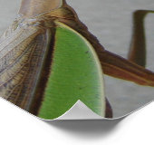 Het Praying Mantis bezoekt de Bibliotheek Poster (Hoek)