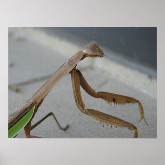 Het Praying Mantis bezoekt de Bibliotheek Poster (Voorkant)
