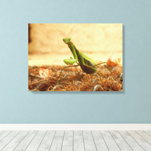 Het Praying Mantis Canvas drukt af (Insitu (Houten vloer))