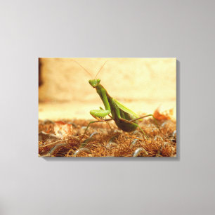 Het Praying Mantis Canvas drukt af Afdruk