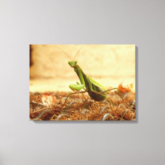 Het Praying Mantis Canvas drukt af Afdruk (Voorkant)