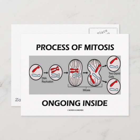 Het proces van mitose aan de binnenkant briefkaart (Voorkant / Achterkant)