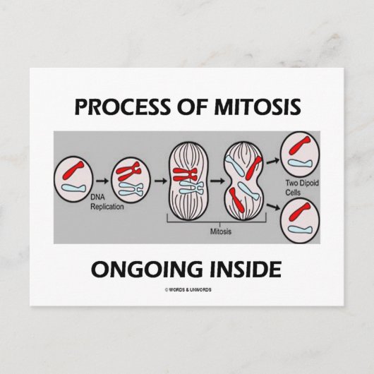 Het proces van mitose aan de binnenkant briefkaart (Voorkant)