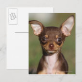 Het Puppy die van Chihuahua Camera bekijken Briefkaart (Voorkant / Achterkant)